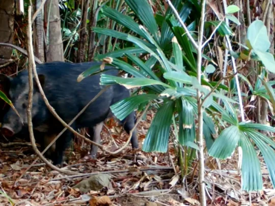 Wild boar walking in the forest of Con Dao National Park