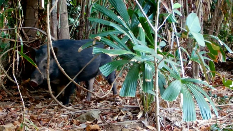 Wild boar walking in the forest of Con Dao National Park