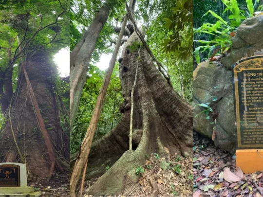 The Nhoi tree in Con Dao (cây Nhội Côn Đảo), over 400 years old, has been recognized as a Heritage Tree.