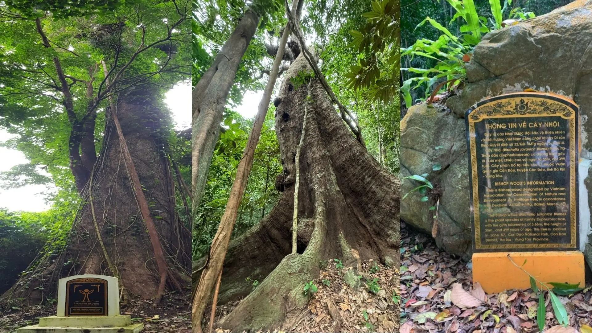 The Nhoi tree in Con Dao (cây Nhội Côn Đảo), over 400 years old, has been recognized as a Heritage Tree.