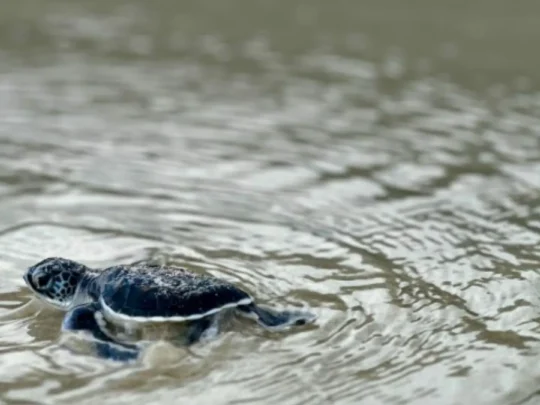 Baby sea turtle moving toward the sea during a Con Dao release