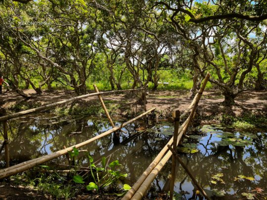 a traditional "monkey bridge" (cầu khỉ), a narrow, iconic bridge in the Mekong Delta.