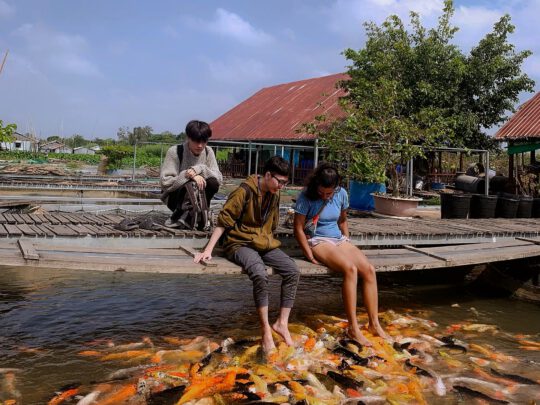 A vibrant, close-up shot of a school of colorful fish swimming together in a pond in Can tho city tour