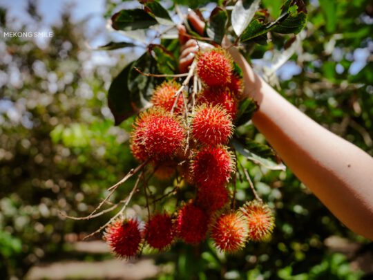 A close-up shot of a vibrant red and green bunch of fresh rambutan, a popular tropical fruit in the Mekong Delta.