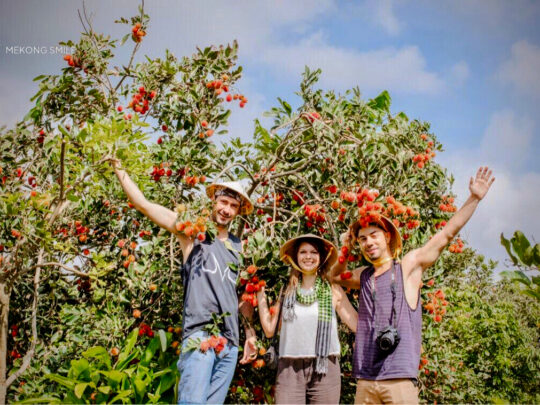 A shot of a lush fruit garden in Can Tho with branches heavily laden with fresh fruit.