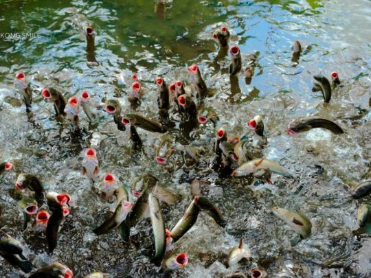 A flying snakehead fish performance, a unique and surprising show in the Mekong Delta.