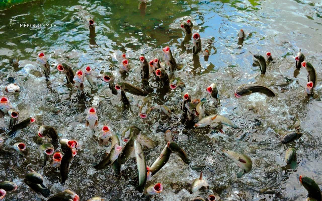 A flying snakehead fish performance, a unique and surprising show in the Mekong Delta.