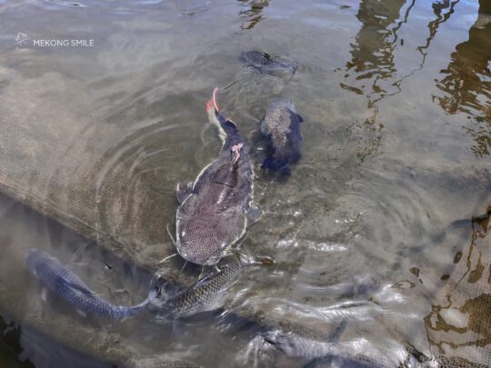 A unique armored fish found in the Mekong Delta