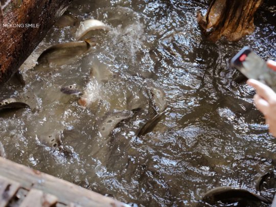A large school of fish in a pond at a farm in the Mekong Delta, a common sight on local tours.
