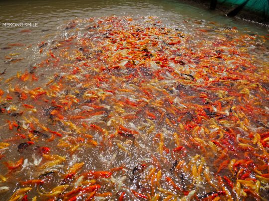 A school of vibrant, colorful koi fish swimming around a person's feet during a unique fish massage.