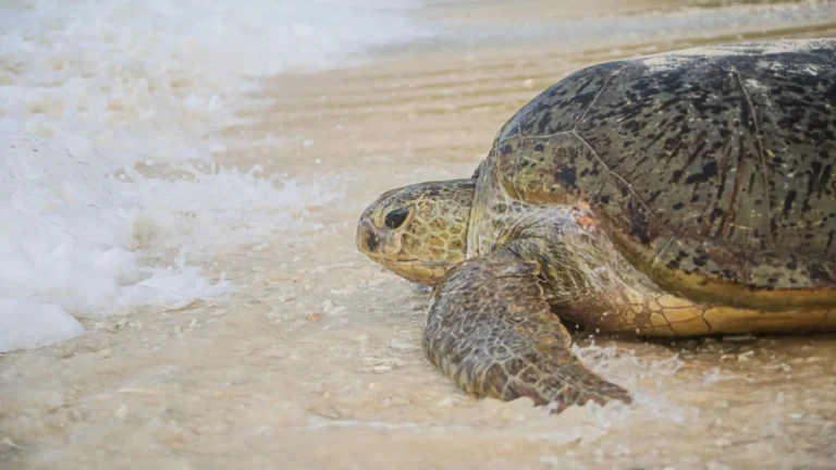 Adult sea turtle on the beach during sea turtle season in Con Dao