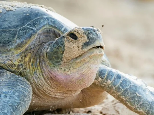 Adult sea turtle at Con Dao sea turtle conservation area