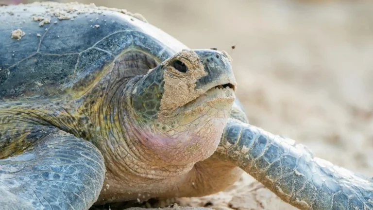 Adult sea turtle at Con Dao sea turtle conservation area