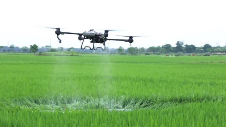 Agricultural spraying drone flying above a green rice field in Vietnam