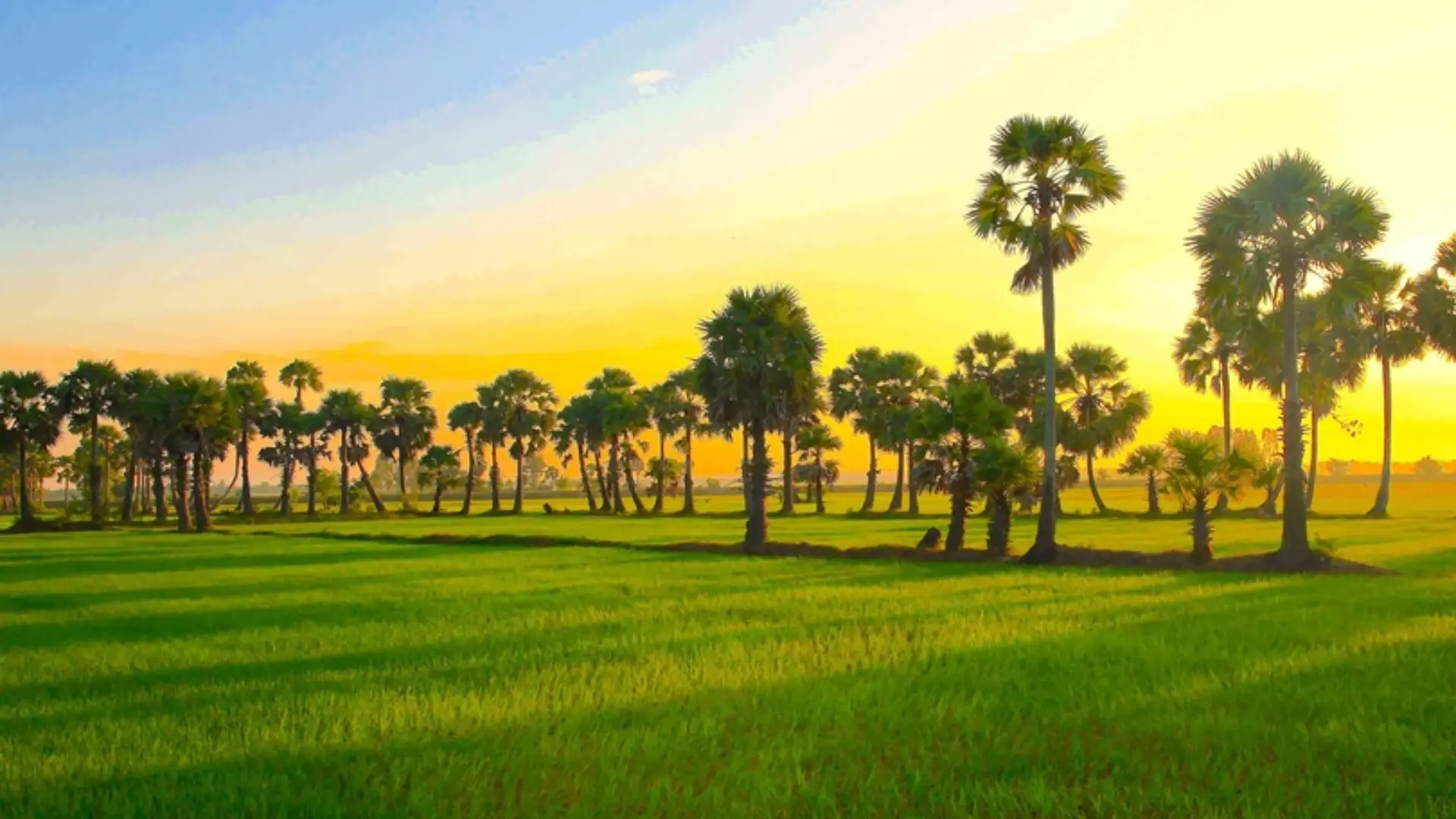 Mekong Delta Travel Guide: Where to Go and How to Plan Your Trip 14 Rice fields and sugar palm trees in An Giang in the western Mekong Delta