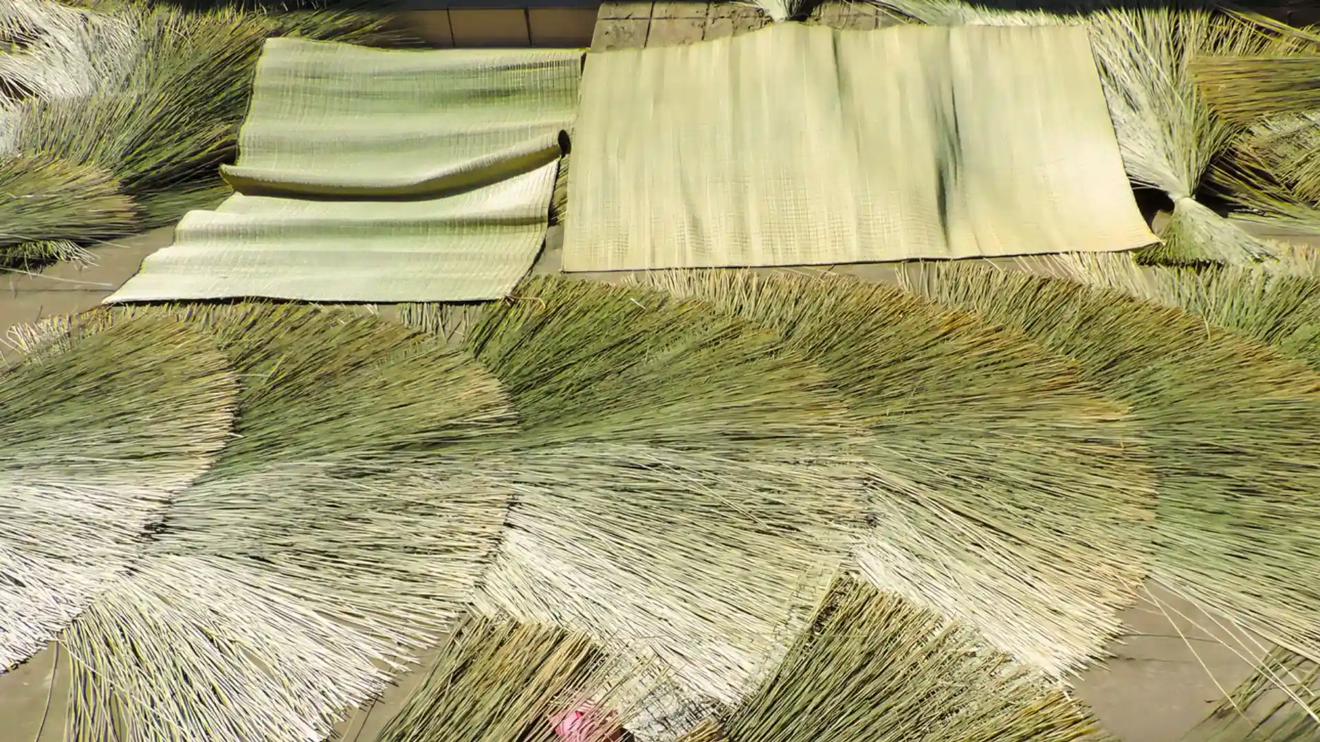 Rows of handcrafted sedge mats drying outdoors at An Hiep Mat Weaving Village