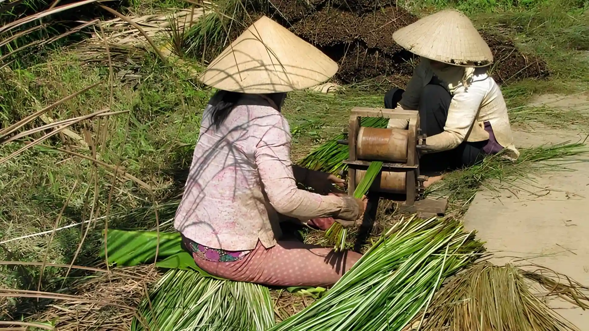 An Hiep Mat Weaving Village: A Hidden Craft Village in Ben Tre 156 Artisans in conical hats sorting sedge stalks at An Hiep Mat Weaving Village