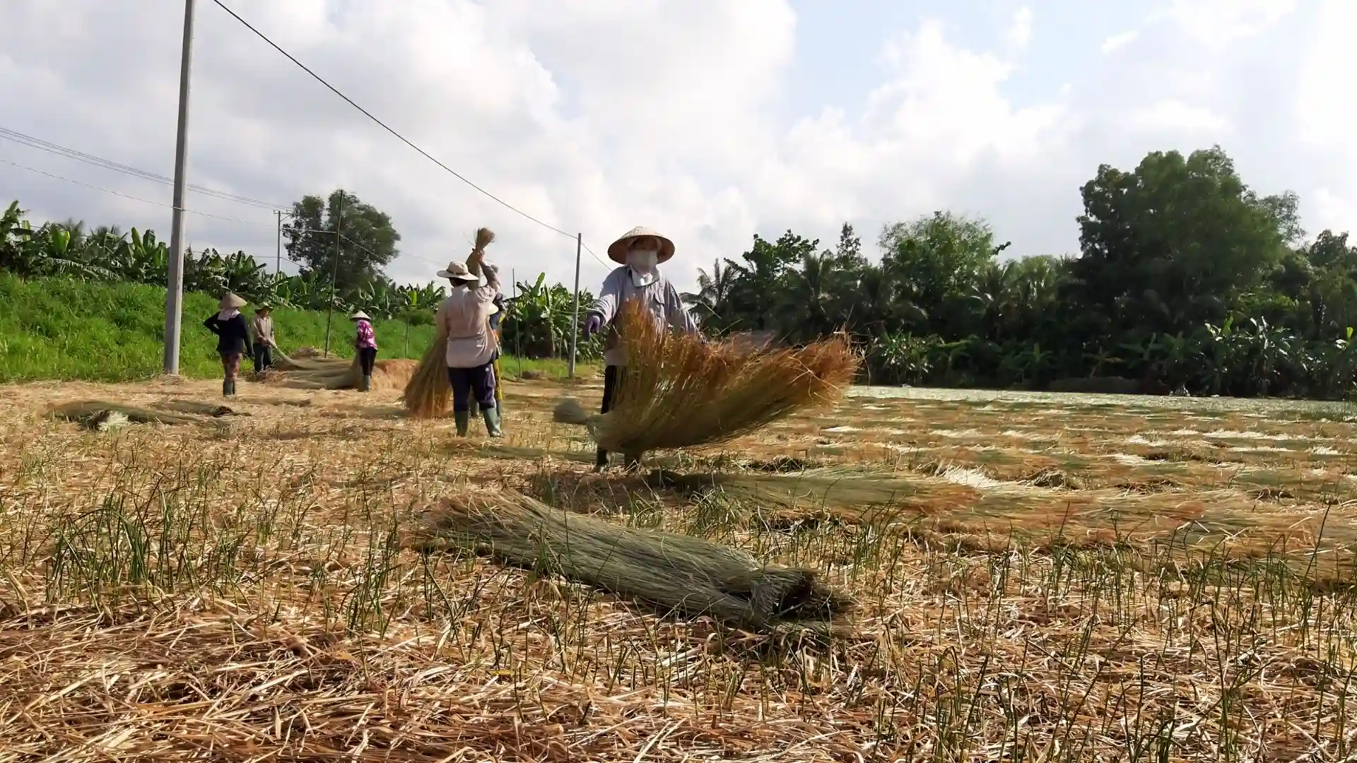Wide view of the sedge drying fields under a blue sky at An Hiep Mat Weaving Village