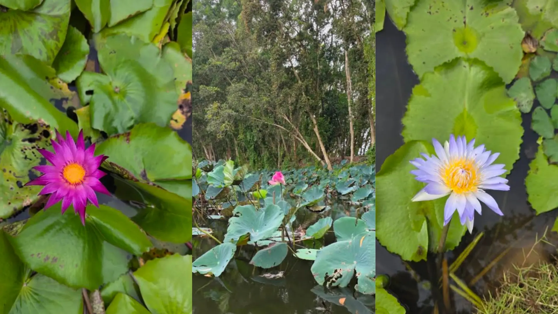 Tra Su Cajuput Forest 2026: Tickets, Boats & When to Visit 39 Water lilies and aquatic plants in the Tra Su wetland