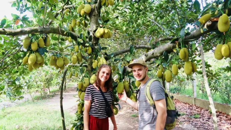 Ba Cong Fruit Garden in Can Tho – famous for durian, mangosteen, and tropical orchard tours