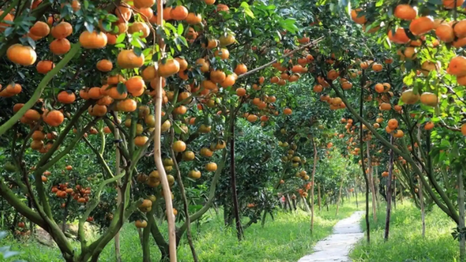 Ba Hien Fruit Garden Can Tho – peaceful orchard known for rambutan and longan trees