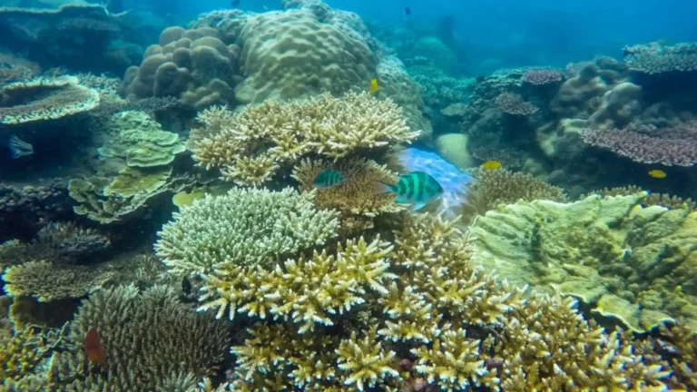 Coral reef and tropical fish near Ba Island in Con Dao
