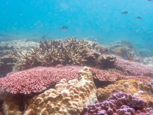 Colorful coral formations in clear snorkeling waters near Ba Island