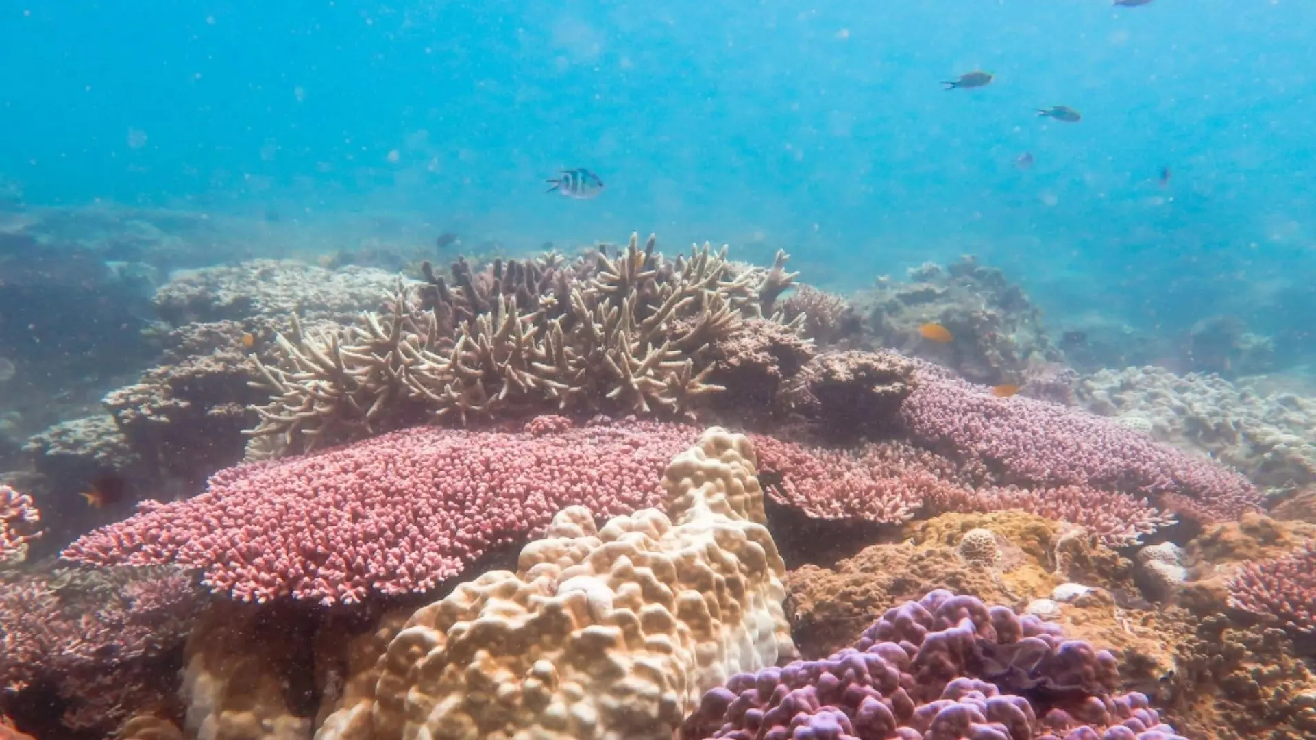 Colorful coral formations in clear snorkeling waters near Ba Island