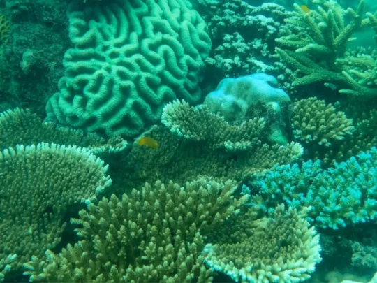 Ba Island coral reef snorkeling with colorful corals and tropical marine life