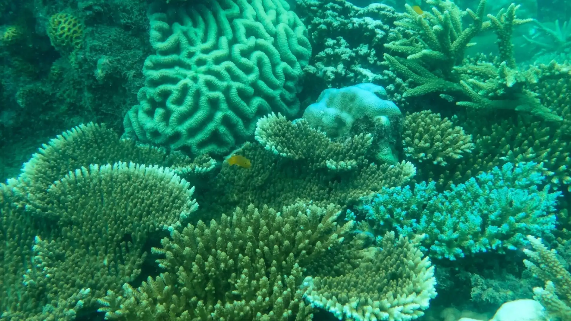 Ba Island coral reef snorkeling with colorful corals and tropical marine life