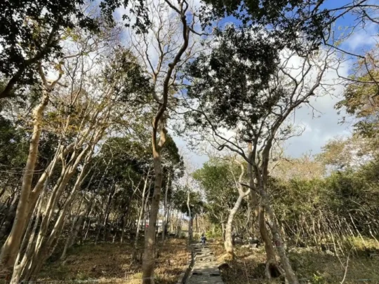 Natural forest scenery on Ba Island in Con Dao National Park