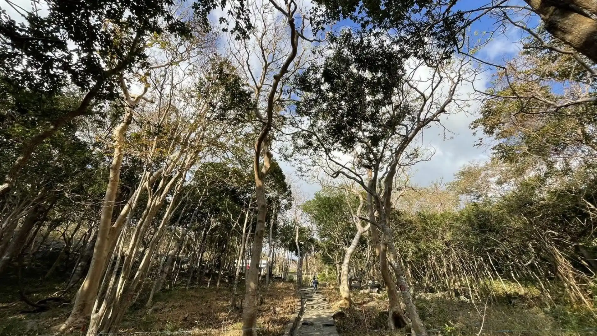 Natural forest scenery on Ba Island in Con Dao National Park