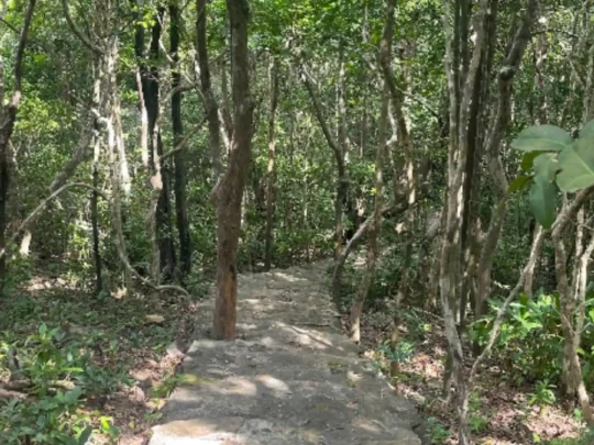 Forest trail on Ba Island hike Con Dao