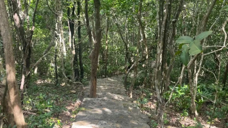 Forest trail on Ba Island hike Con Dao
