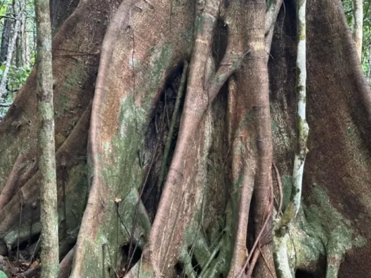 Ba Island Heritage Tree in the forest ecosystem of Con Dao National Park
