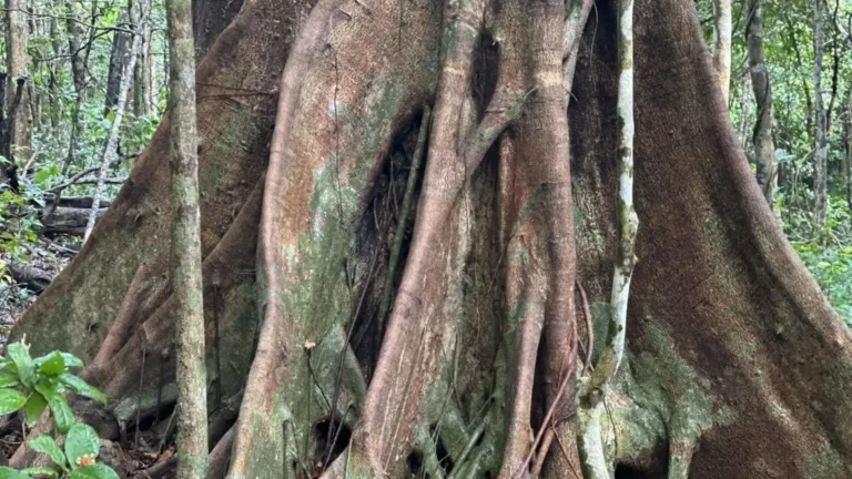 Ba Island Heritage Tree in the forest ecosystem of Con Dao National Park