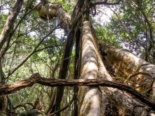 Large forest tree and vines near the Ba Island Heritage Tree area