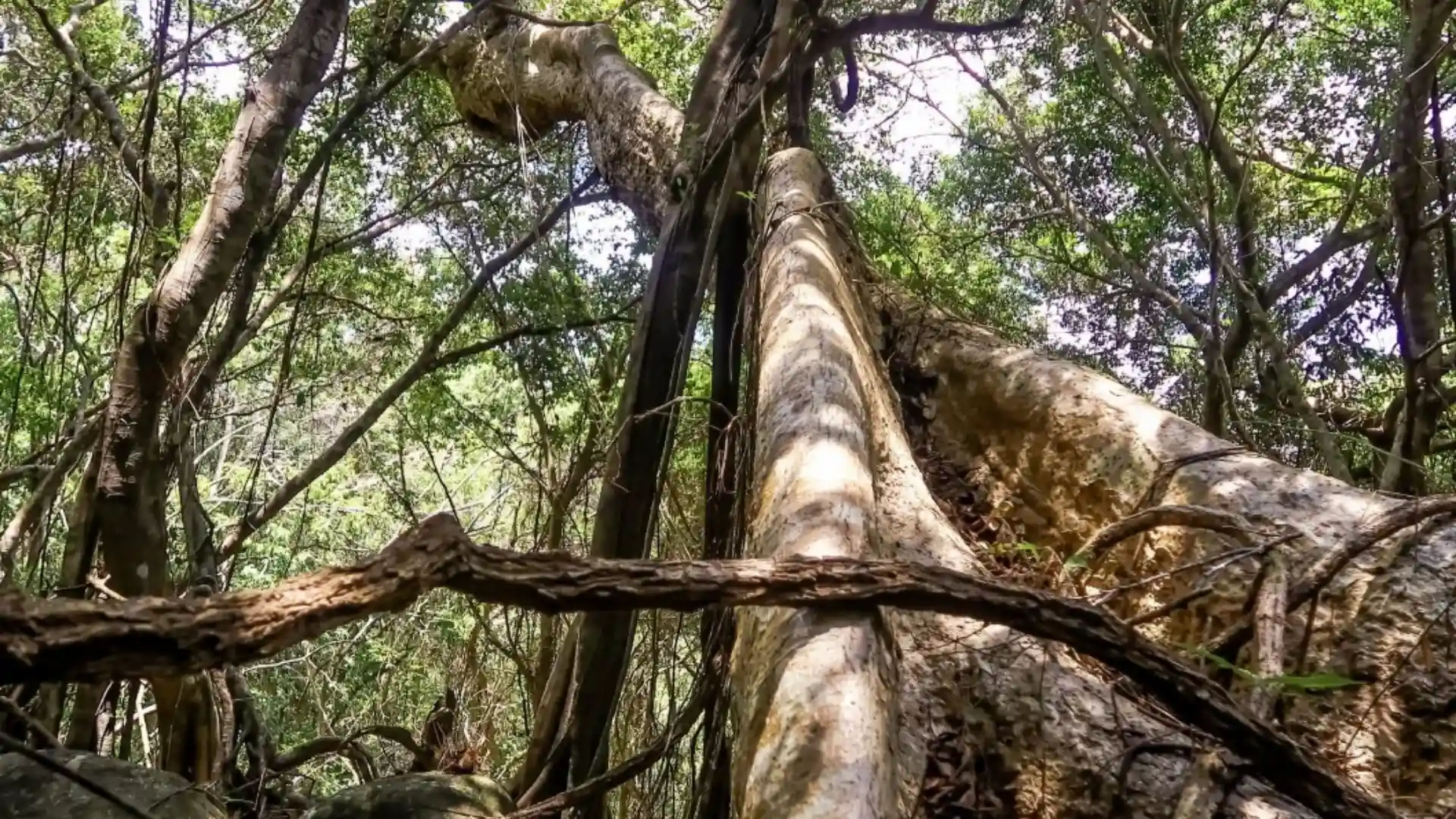 Large forest tree and vines near the Ba Island Heritage Tree area