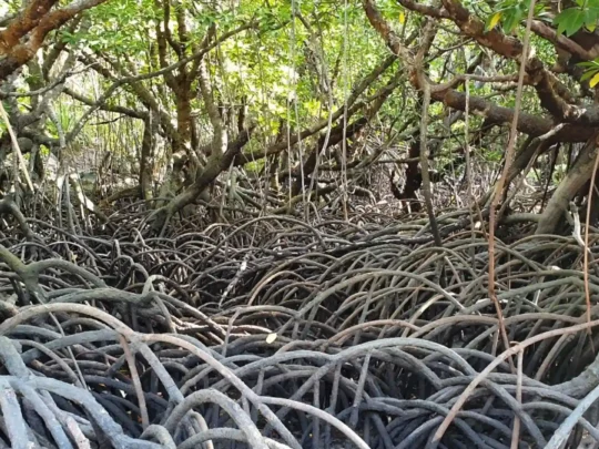 Dense mangrove roots in the coastal ecosystem of Ba Island