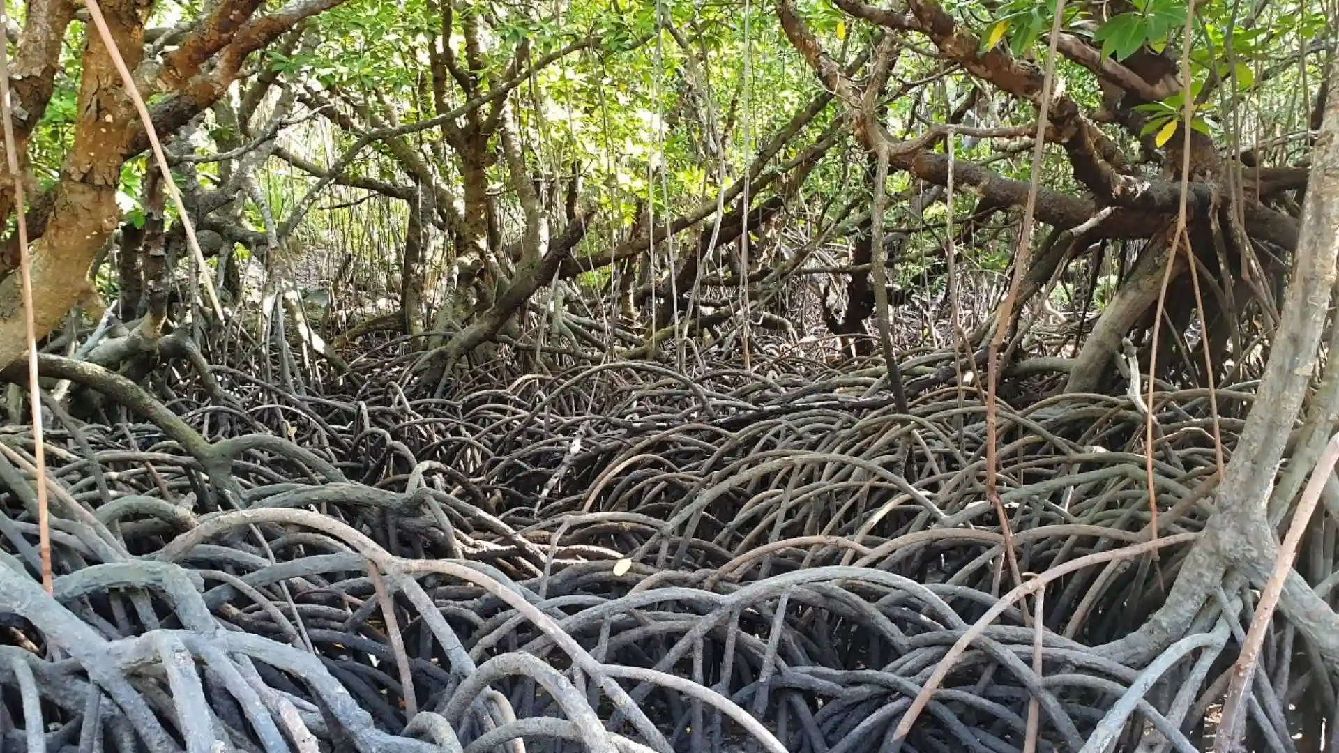 Dense mangrove roots in the coastal ecosystem of Ba Island