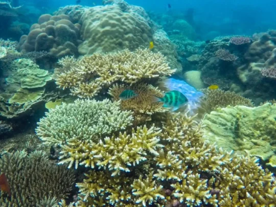 Shallow coral reef with diverse hard corals in Ba Island coastal waters
