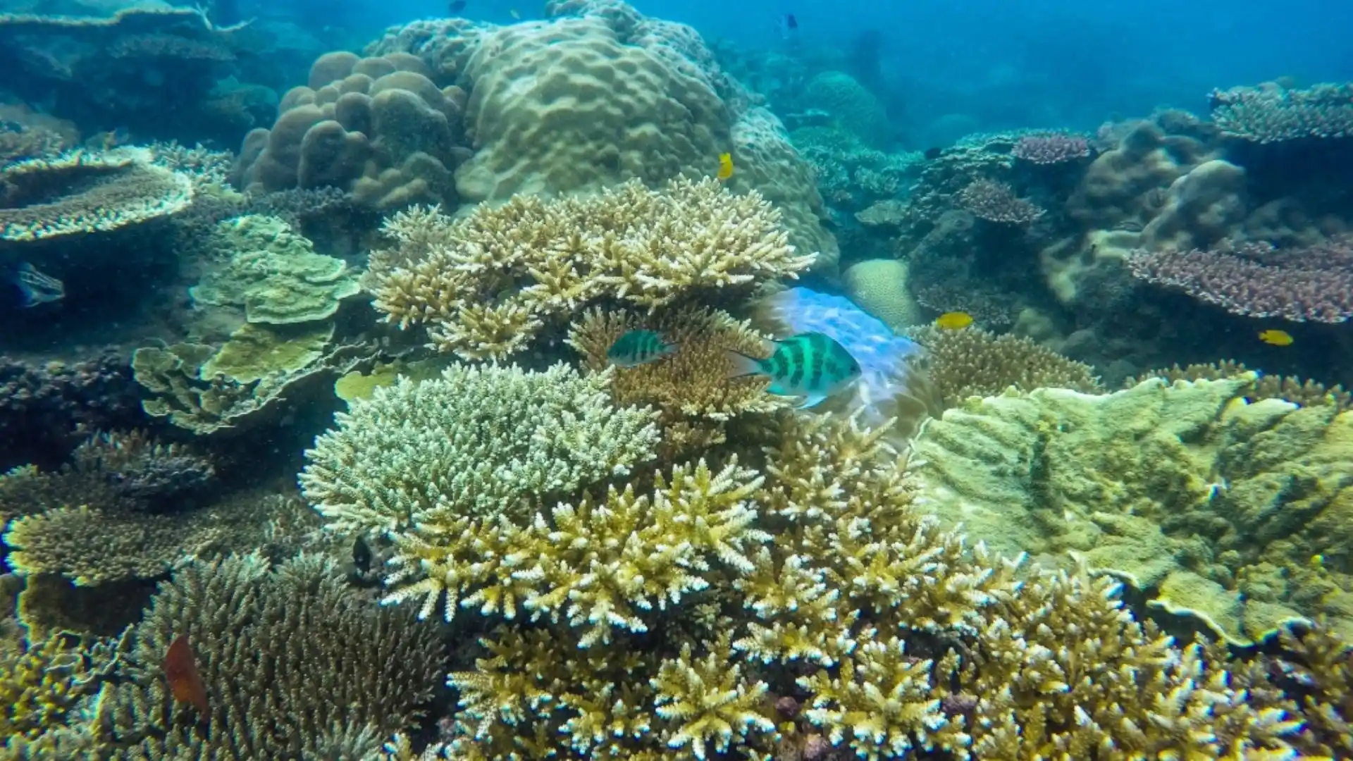 Shallow coral reef with diverse hard corals in Ba Island coastal waters