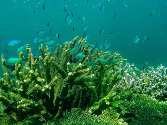 Tropical fish swimming above green coral reefs around Ba Island
