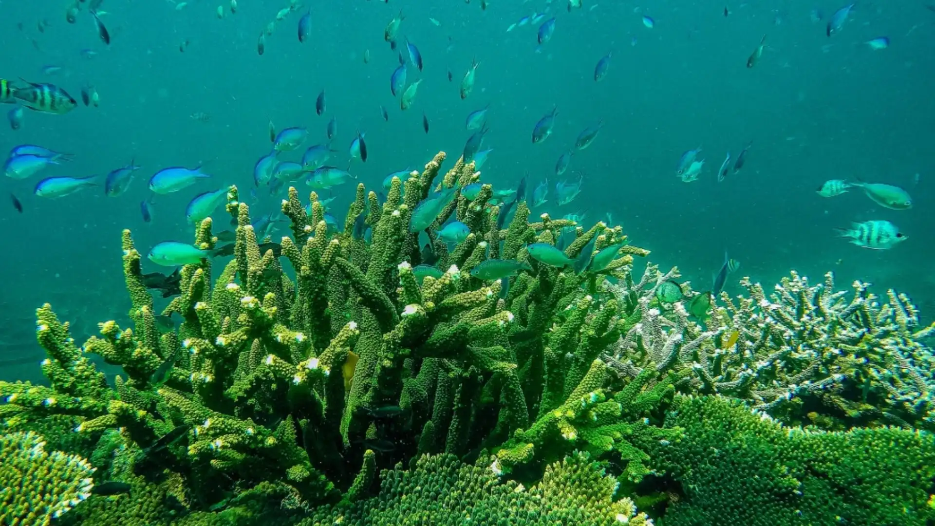 Tropical fish swimming above green coral reefs around Ba Island