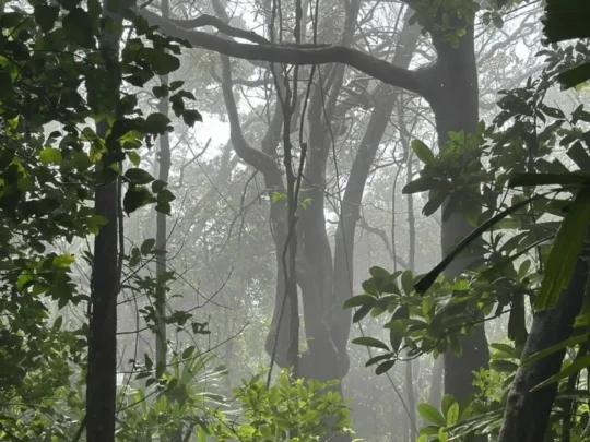 Sunlight filtering through tropical forest on Ba Island