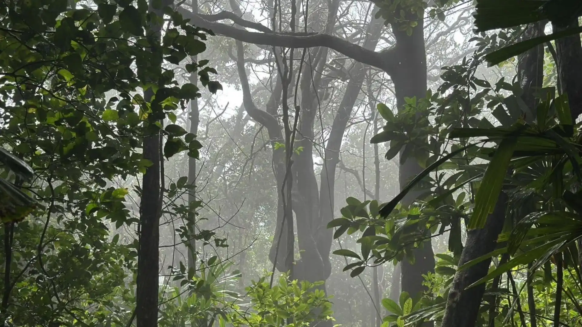 Sunlight filtering through tropical forest on Ba Island