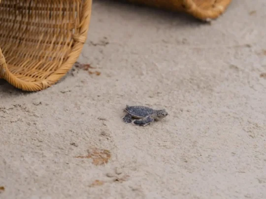 Baby sea turtle moving across the sand near a release basket