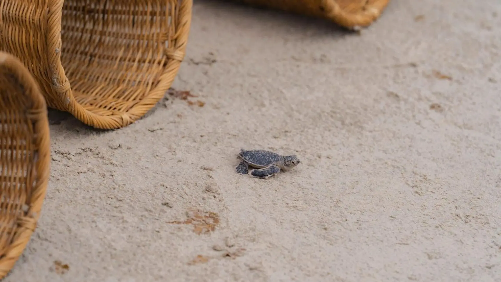 Baby sea turtle moving across the sand near a release basket