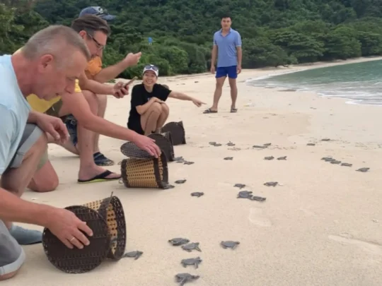 Ranger-guided preparation for a hatchling release on Bay Canh Island