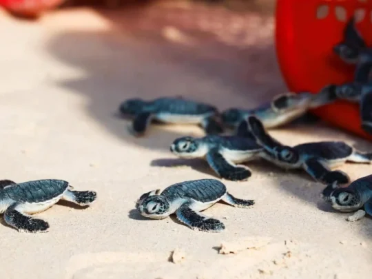 Baby sea turtles crawling on the beach during release season